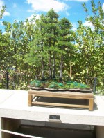 /album/danimayosinfojardin2/bonsai-juniperos-thurifera-sabina-albar-jpg-jpg/
